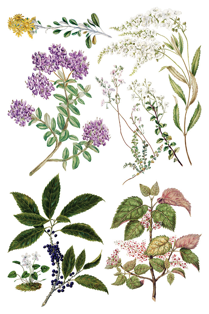 Sarah Featon's Botanical - 8 Sheet, 8x12 Pad IOD Decor Transfer™
