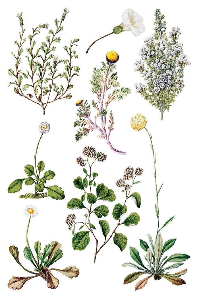 Sarah Featon's Botanical - 8 Sheet, 8x12 Pad IOD Decor Transfer™