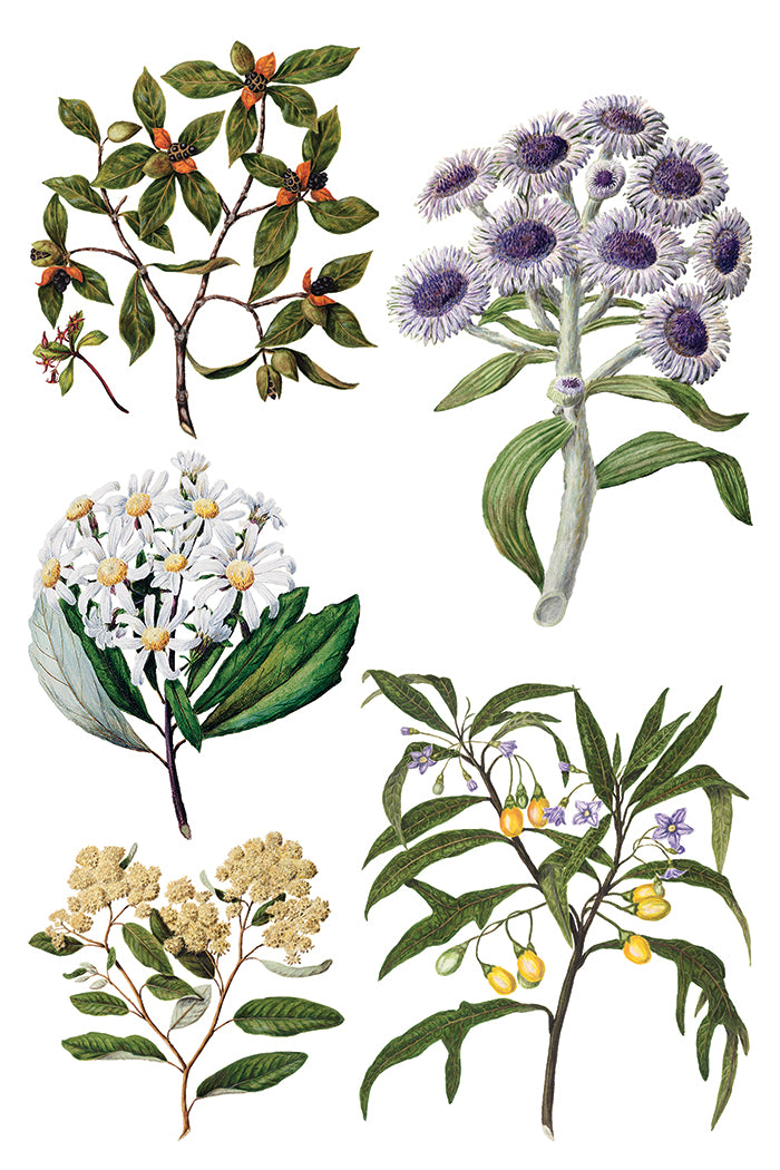 Sarah Featon's Botanical - 8 Sheet, 8x12 Pad IOD Decor Transfer™