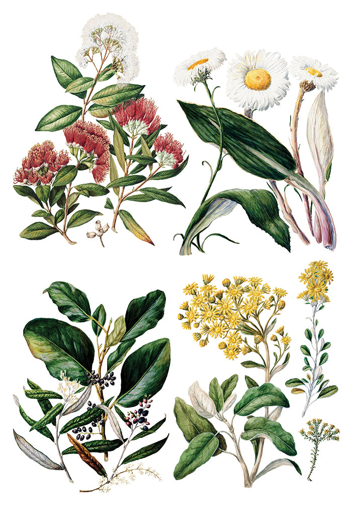 Sarah Featon's Botanical - 8 Sheet, 8x12 Pad IOD Decor Transfer™