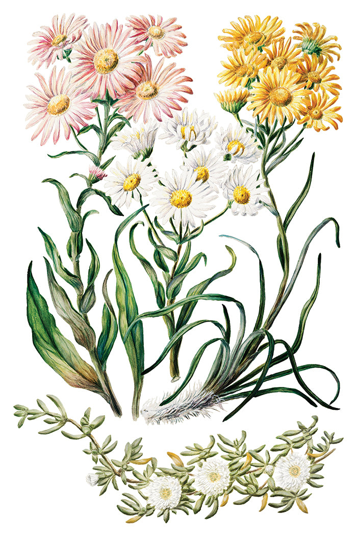 Sarah Featon's Botanical - 8 Sheet, 8x12 Pad IOD Decor Transfer™