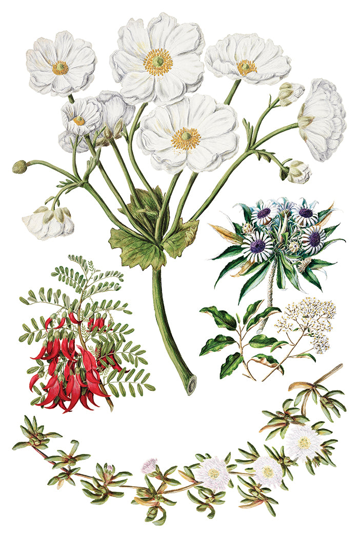 Sarah Featon's Botanical - 8 Sheet, 8x12 Pad IOD Decor Transfer™