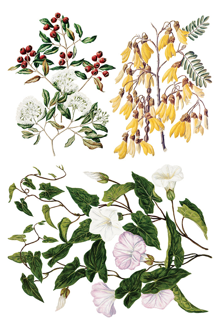 Sarah Featon's Botanical - 8 Sheet, 8x12 Pad IOD Decor Transfer™