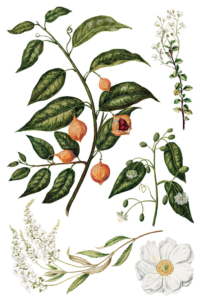 Sarah Featon's Botanical - 8 Sheet, 8x12 Pad IOD Decor Transfer™