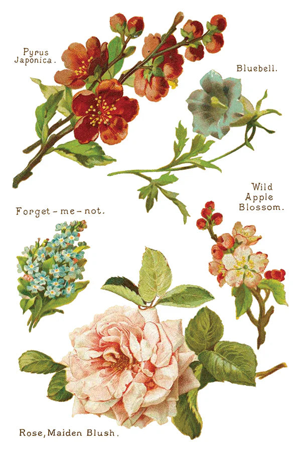 Lover of Flowers - 8 Sheet, 8x12 Pad IOD Decor Transfer™