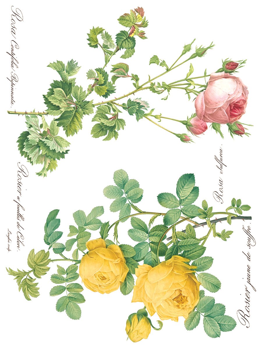 Rose Botanicals 8-Sheets, 12x16 Pad - IOD Decor Transfer™