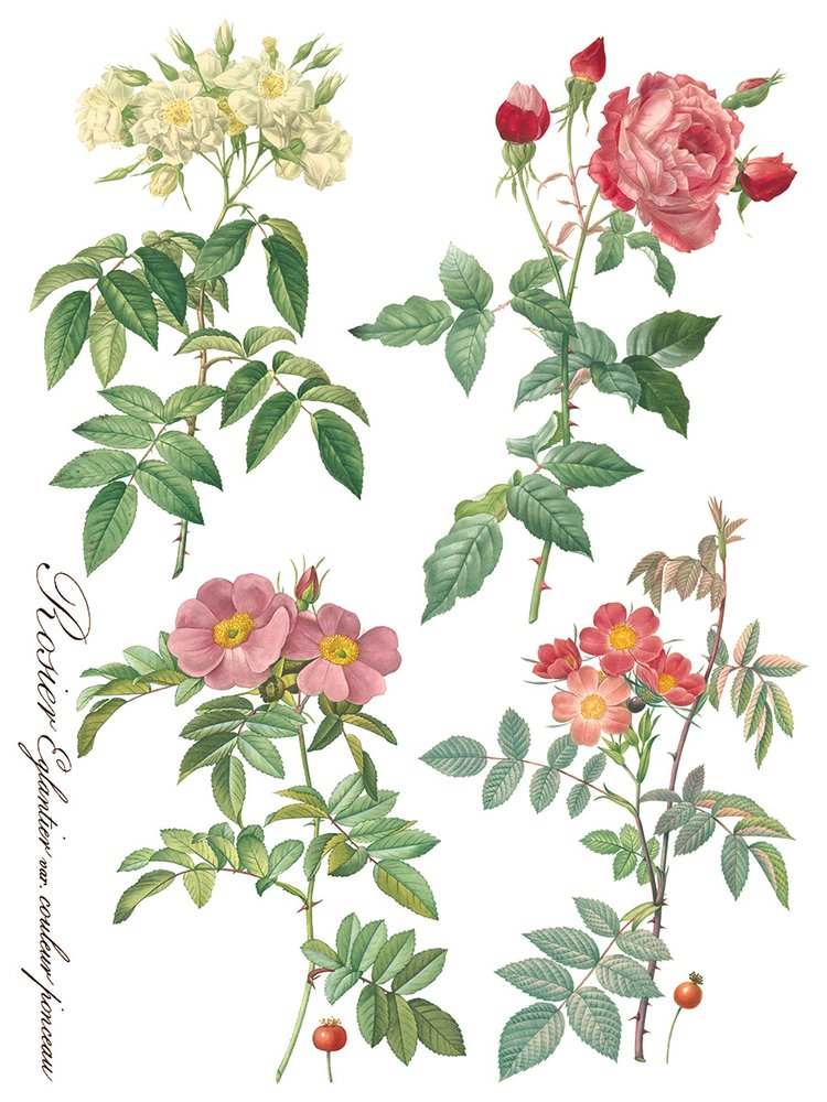 Rose Botanicals 8-Sheets, 12x16 Pad - IOD Decor Transfer™