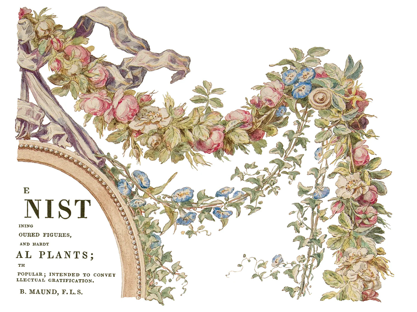 The Botanist -  4 Sheets, 12x16 Pad IOD Decor Transfer RETIRED