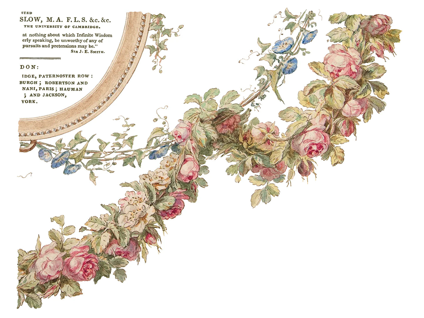 The Botanist -  4 Sheets, 12x16 Pad IOD Decor Transfer RETIRED
