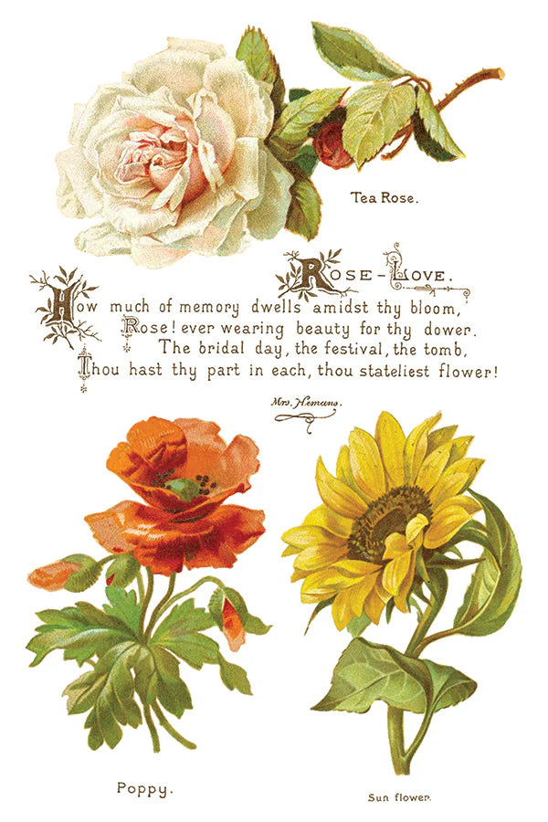 Lover of Flowers - 8 Sheet,  8x12 Pad IOD Decor Transfer™