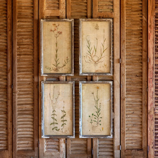 Field Flowers Botanical Prints Set of 4 - (𝐏𝐢𝐜𝐤-𝐔𝐩 𝐎𝐧𝐥𝐲)