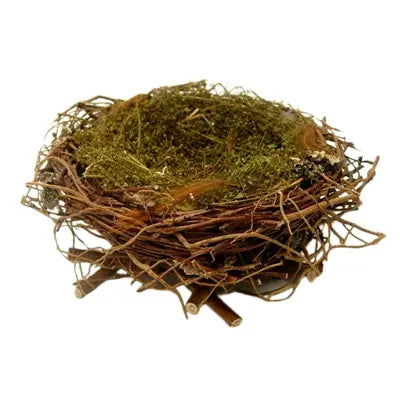 Wrens Twig Nest