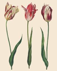 Dutch Tulips  27.6"x 18.9" - Decoupage Paper by Annie Sloan®