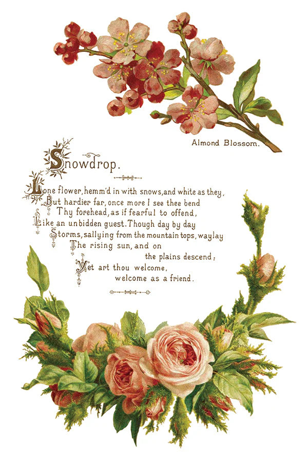 Lover of Flowers - 8 Sheet,  8x12 Pad IOD Decor Transfer™