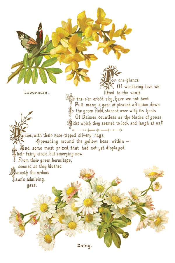 Lover of Flowers - 8 Sheet,  8x12 Pad IOD Decor Transfer™