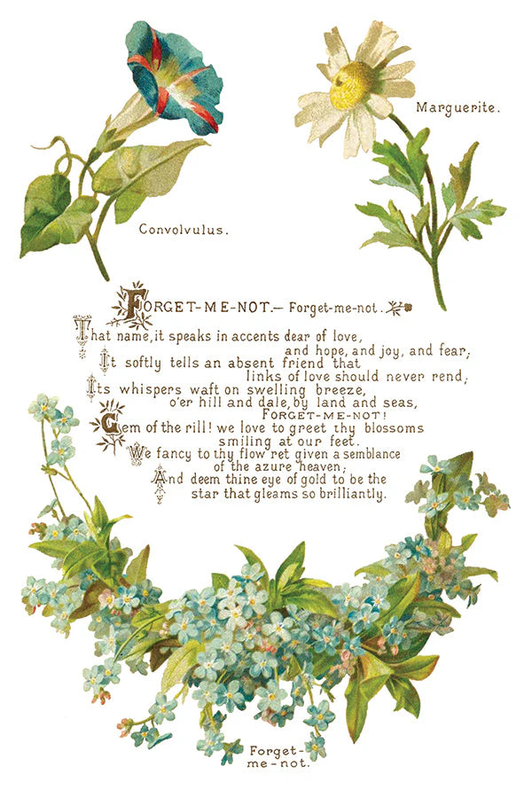 Lover of Flowers - 8 Sheet,  8x12 Pad IOD Decor Transfer™